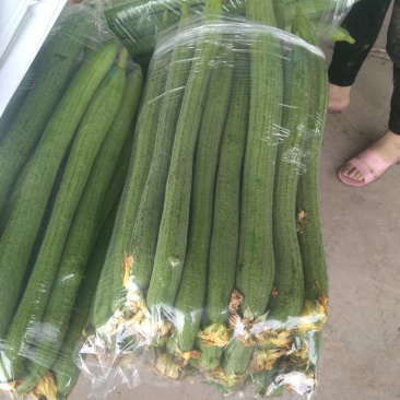 精品丝瓜基地直销欢迎您来考察。。。。。。。。