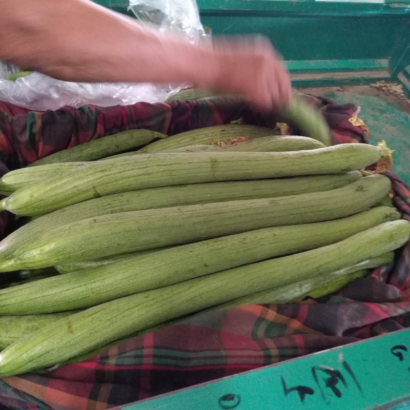 精品丝瓜基地直销欢迎您来考察。。。。。。。。
