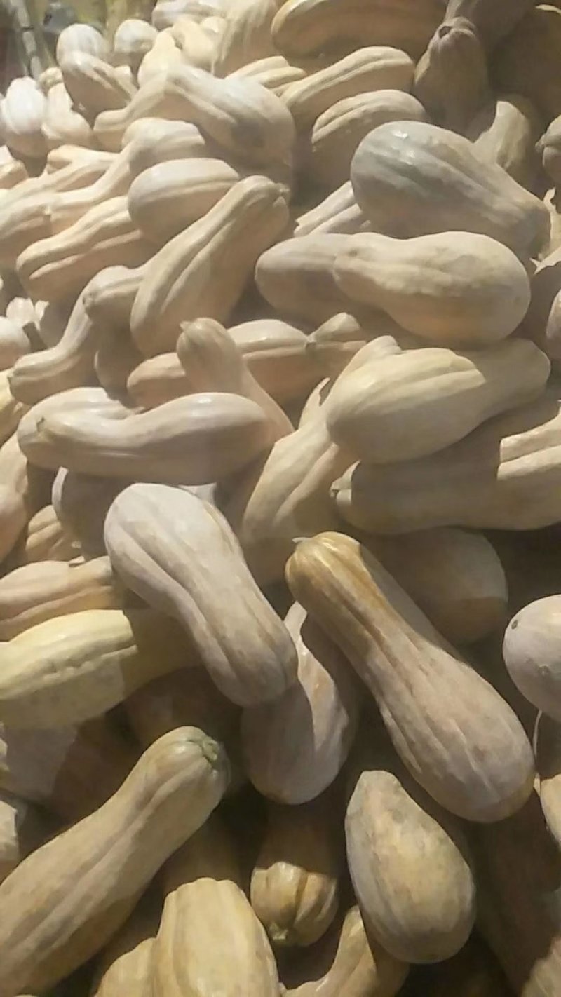 特尤南瓜，海南品质，质量有保证，！！！！！！！