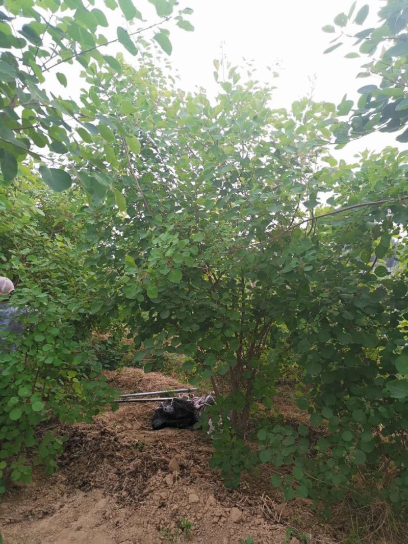 丛生黄栌，2-3米丛生黄栌价格，3-4米丛生黄栌哪有