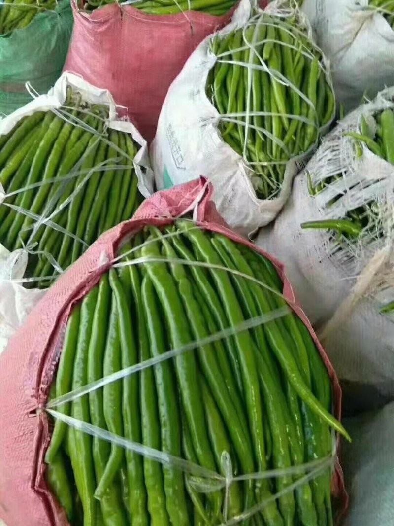 线椒，黑条，青条。大量供应大棚线椒，热销中