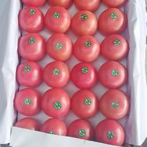 西红柿，粉果，红果，四川凉山优质西红柿。