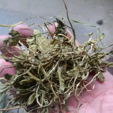 一只箭蛇咬子中药专营品质保证