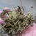 一只箭蛇咬子中药专营品质保证