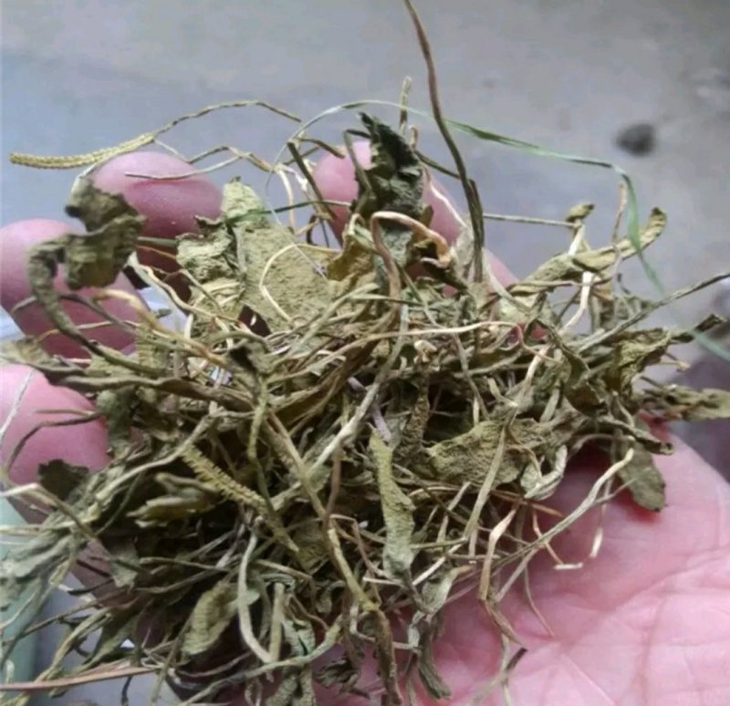 一只箭蛇咬子中药专营品质保证