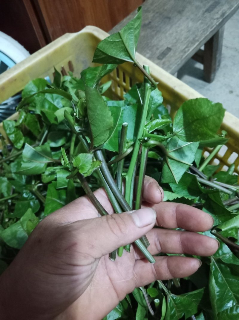 黄金百香果苗藤优质品种