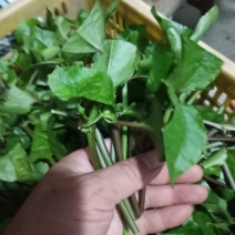 黄金百香果苗藤优质品种