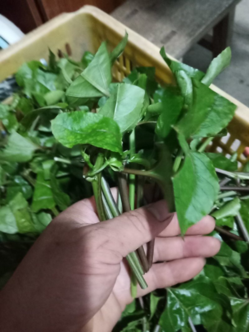 黄金百香果苗藤优质品种