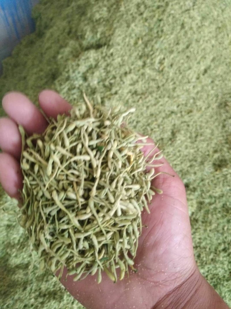金银花，烘干绿色金银花，太阳晒干白黄色金银花