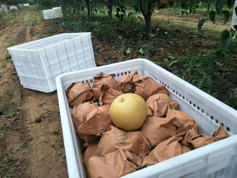 莱阳精品谭格庄秋月梨高糖秋月落地配配送社区团购