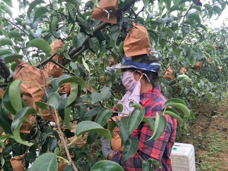 莱阳精品谭格庄秋月梨高糖秋月落地配配送社区团购