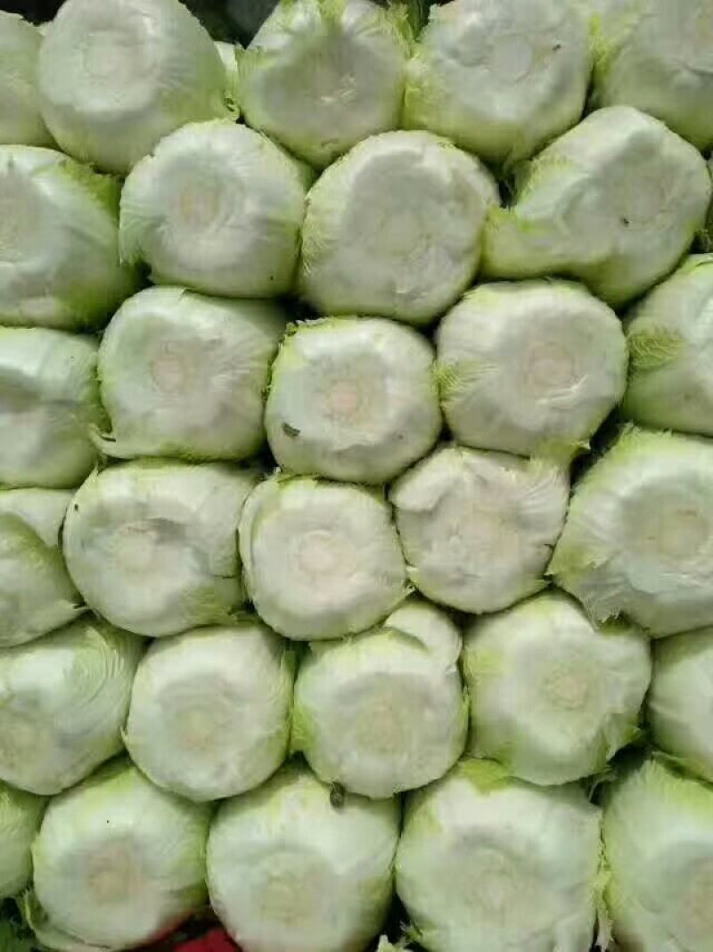 白菜黄心白菜新货现砍河南产区白菜大量上市中