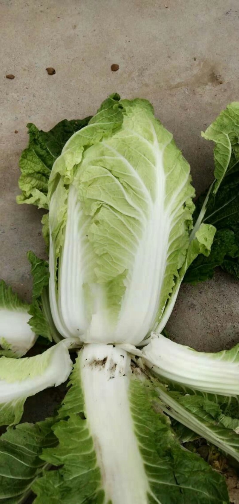 白菜黄心白菜新货现砍河南产区白菜大量上市中