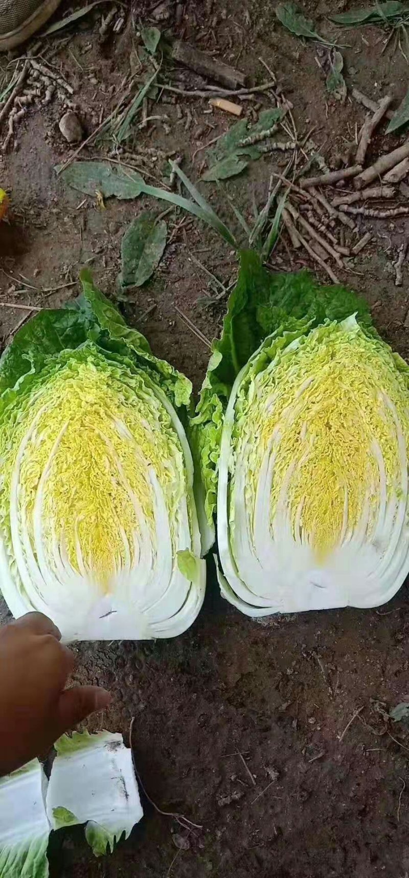 白菜黄心白菜新货现砍河南产区白菜大量上市中