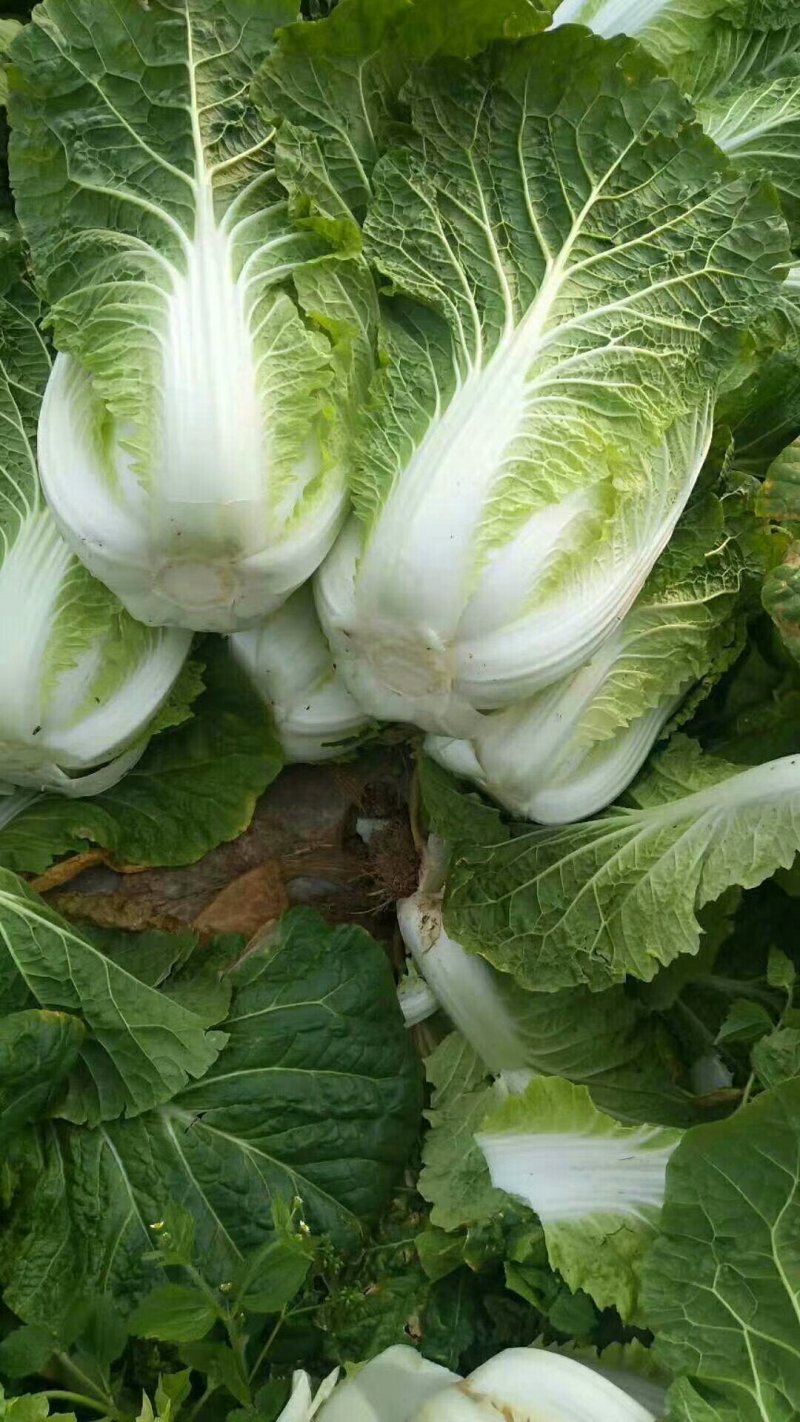 白菜黄心白菜新货现砍河南产区白菜大量上市中