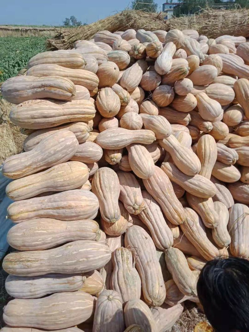 特尤南瓜，精品，热销中，头茌瓜，！！！！！！！！