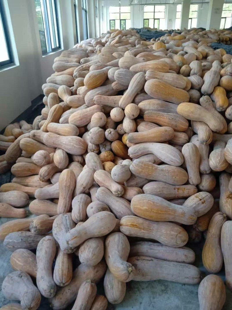 特尤南瓜，精品，热销中，头茌瓜，！！！！！！！！