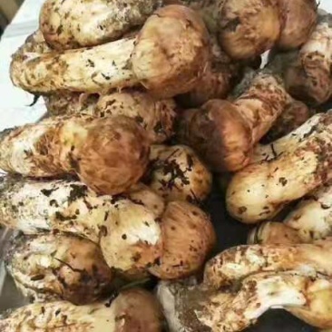 松茸，东北松茸，东北野生松茸全国发货诚信经营