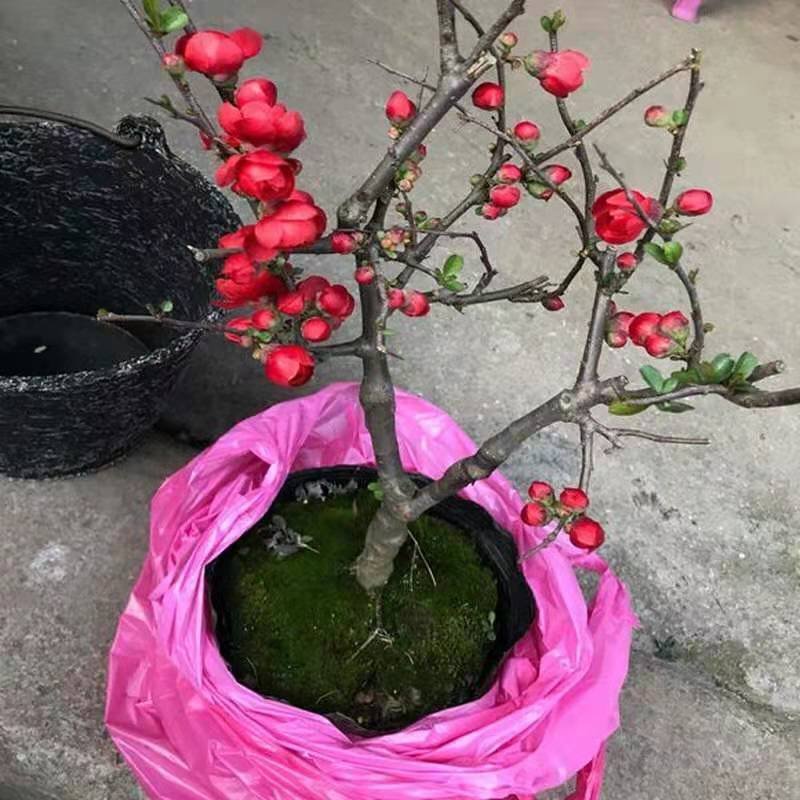 （热销海棠苗）长寿冠长寿乐西府海棠小雨点海棠花当年开花