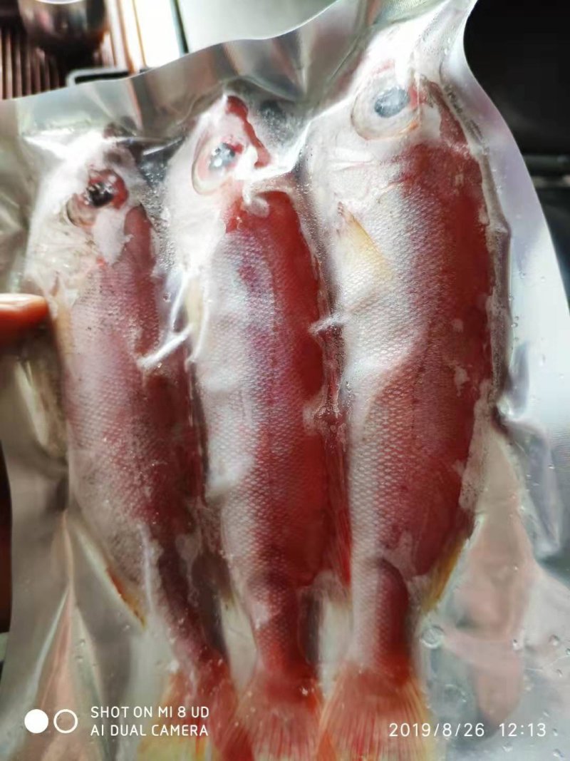 大眼鸡鱼、红眼莲、本港新鲜快速网鱼、规格齐全。