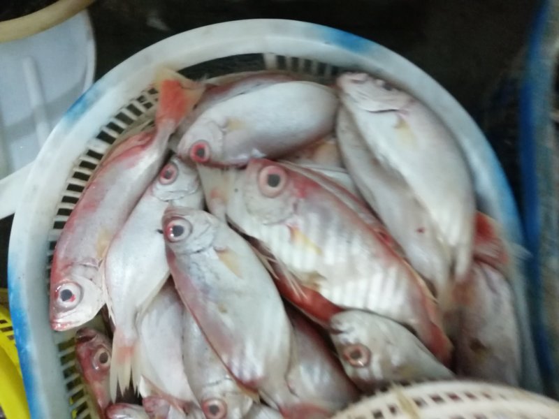 大眼鸡鱼、红眼莲、本港新鲜快速网鱼、规格齐全。