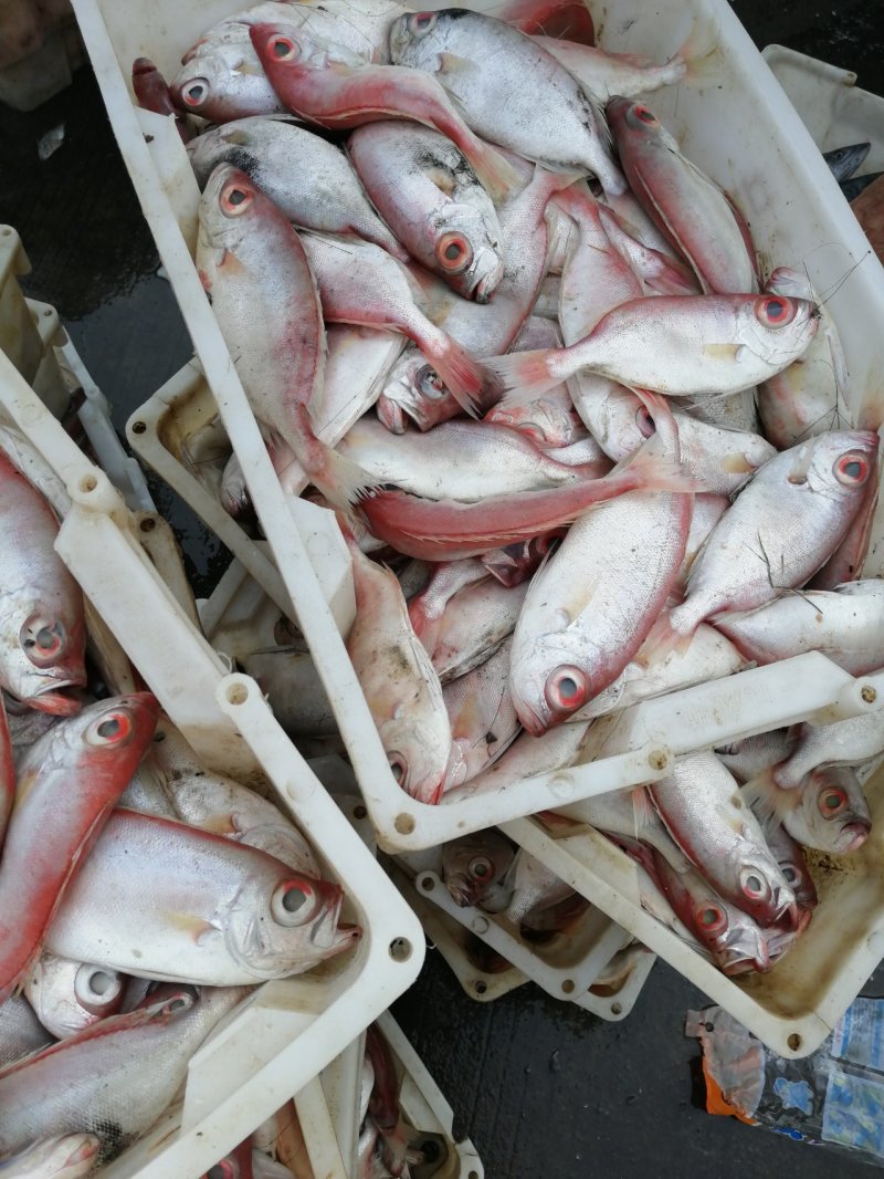 大眼鸡鱼、红眼莲、本港新鲜快速网鱼、规格齐全。