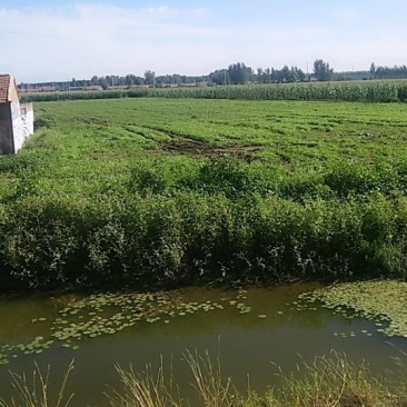 香菜大量供应品质优头茬可视频看货欢迎咨询基地直供
