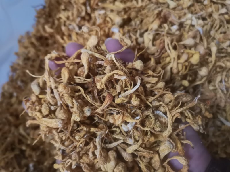 虫草花饱子头排草虫草花煮汤搭配伴侣菌汤包