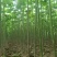 速生桐树苗（一年苗）桐树根