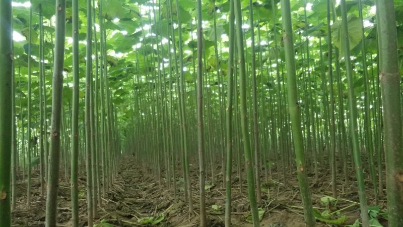 速生桐树苗（一年苗）桐树根