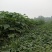 速生桐树苗（一年苗）桐树根