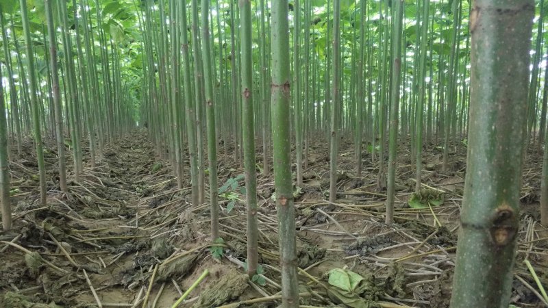速生桐树苗（一年苗）桐树根