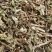 猫须草肾茶不老草可打粉中药专营品质保证