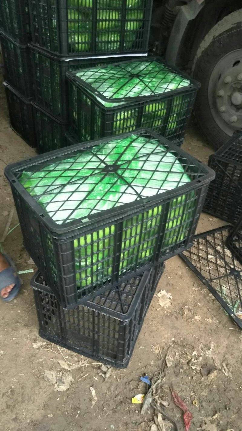 河南青皮茄子大量上市求合作