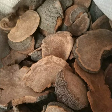 槐蛾槐耳槐菌正品中药材精选槐耳槐蛾槐菌