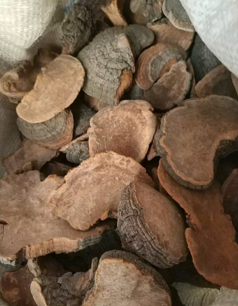 槐蛾槐耳槐菌正品中药材精选槐耳槐蛾槐菌