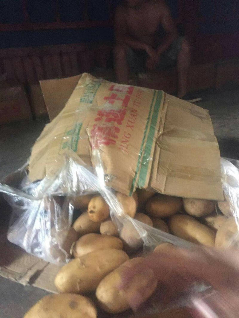 河南新鲜黄心土豆大量出货中