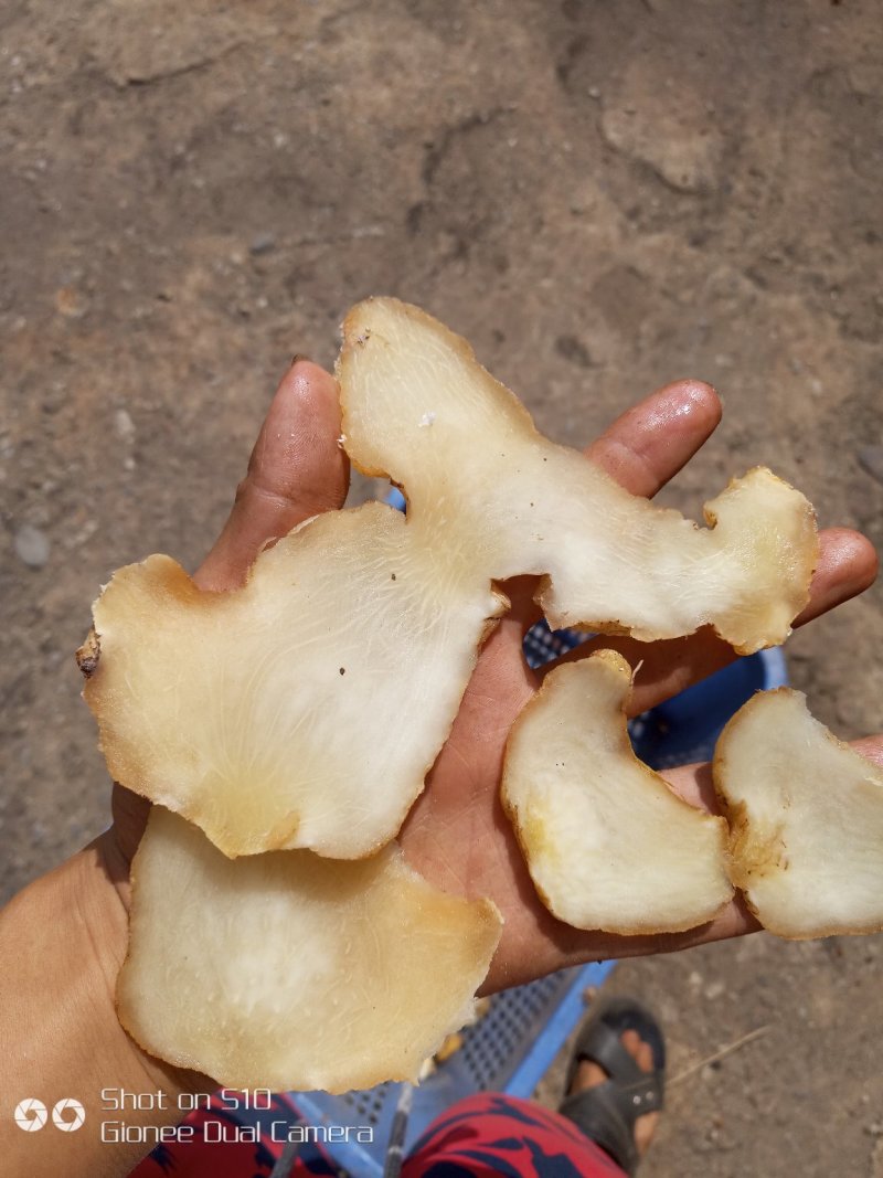 黄精片