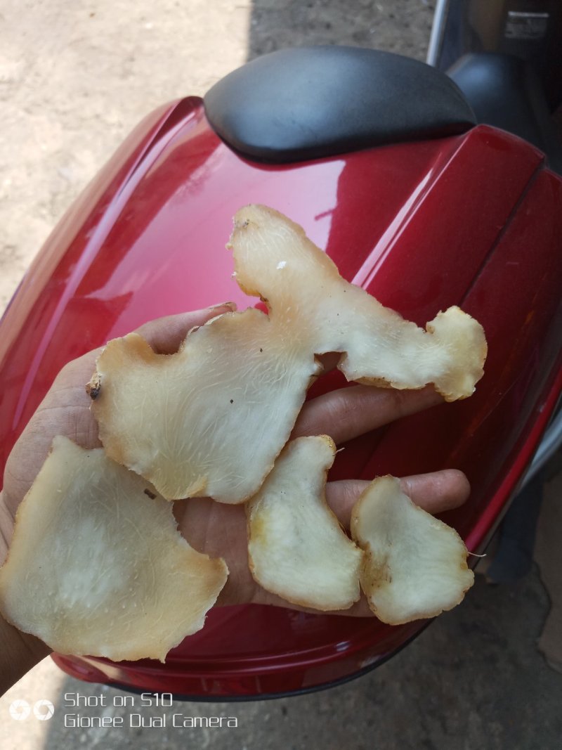 黄精片