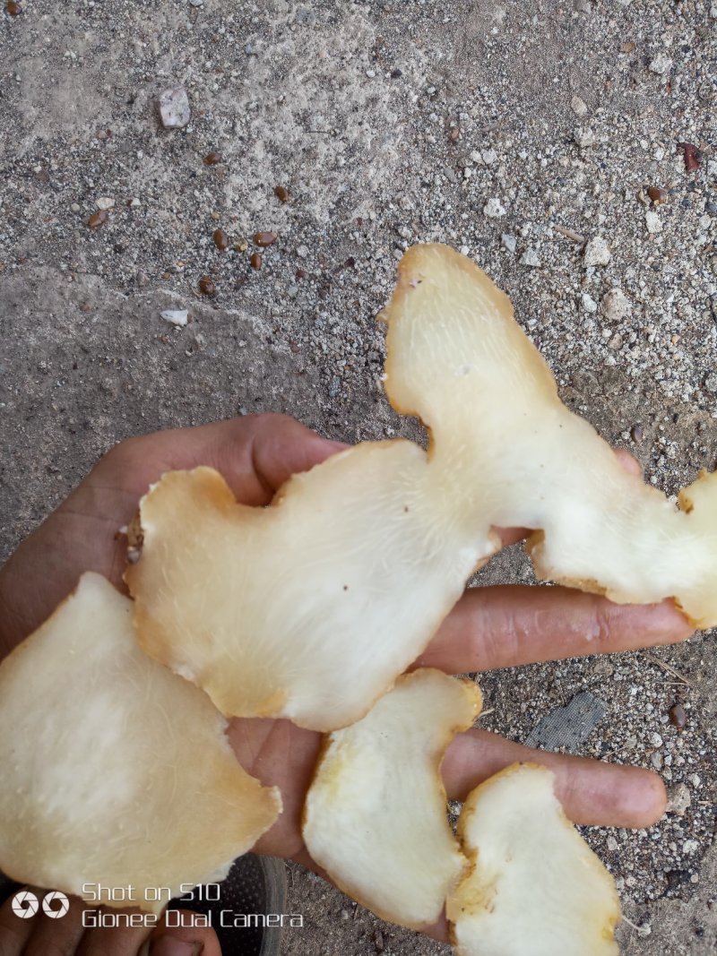 黄精片