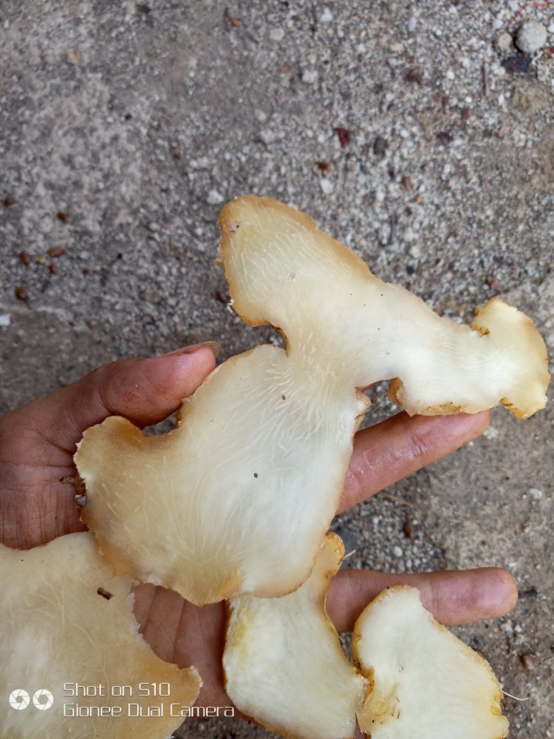 黄精片