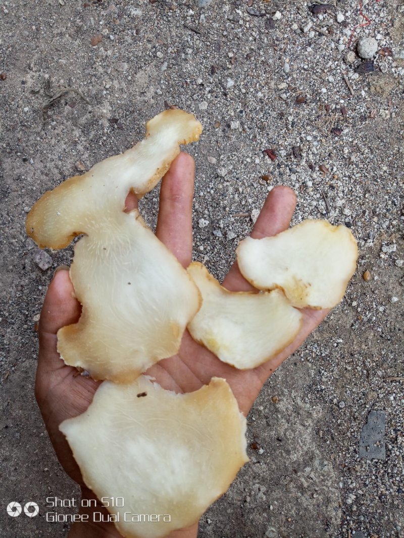 黄精片