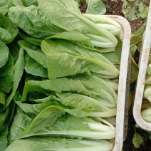 菜篮子冷库常年供应上海青油菜小白菜山东小青菜油菜