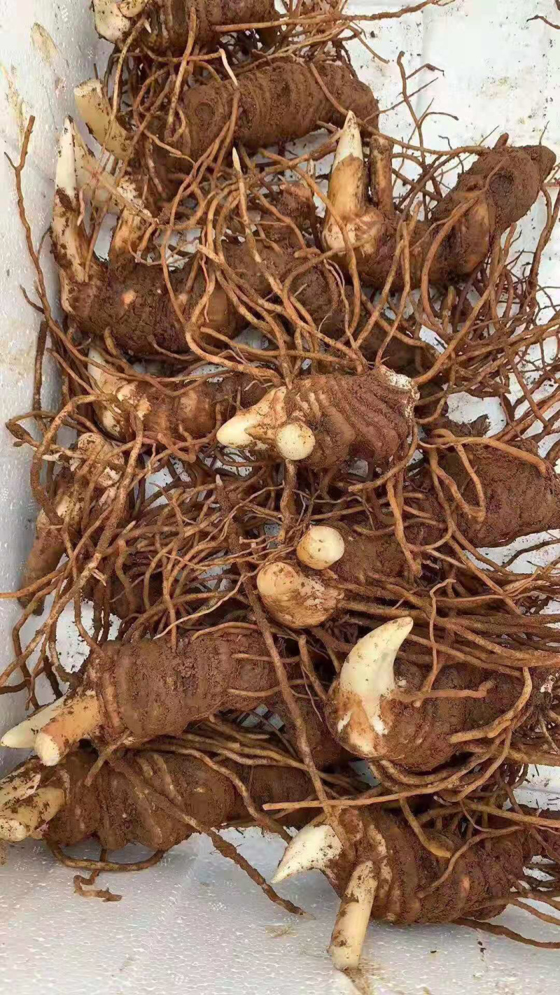 重楼，七叶一枝花，免费技术指导，出苗率90%一件代发