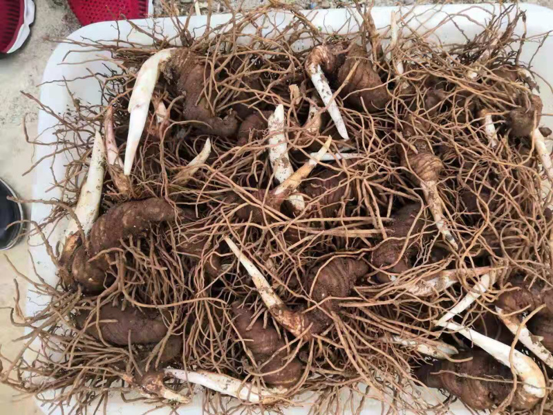 重楼，七叶一枝花，免费技术指导，出苗率90%一件代发
