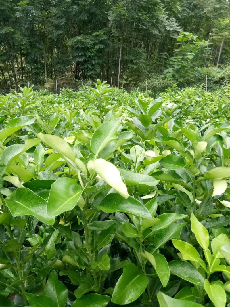 柚子苗，三红柚，泰国青柚