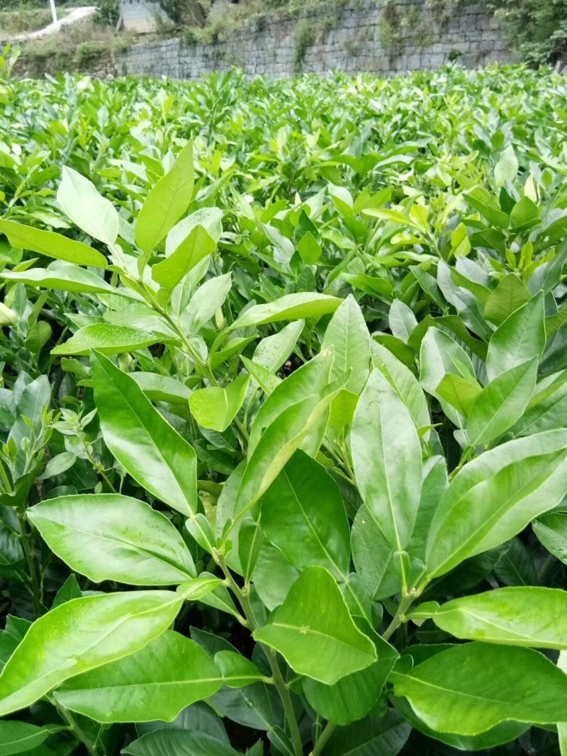 柚子苗，三红柚，泰国青柚