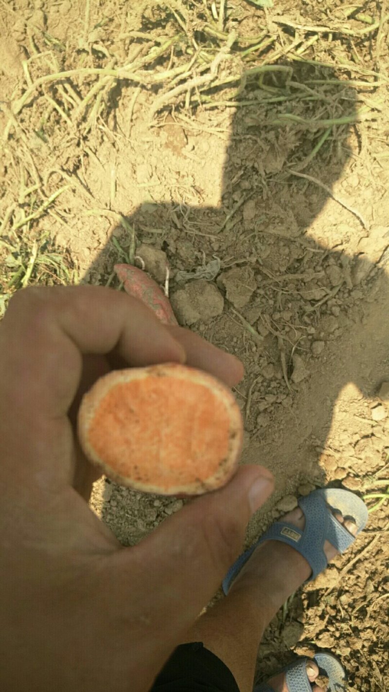 河南新鲜西瓜红红薯大量上市求合作欢迎选购