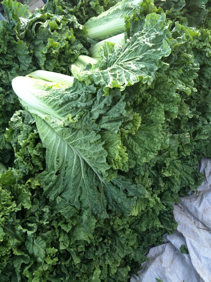 大白菜一手货源诚信经营，产地直销，全国对接采购商电联