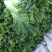 大白菜一手货源诚信经营，产地直销，全国对接采购商电联